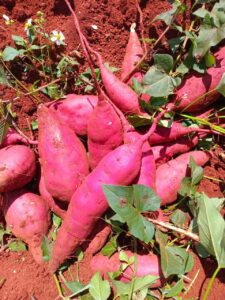 Yam-Man Products (13)