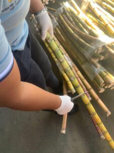 Premium Sugar Cane UK
