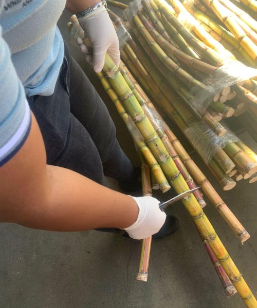 Premium Sugar Cane UK